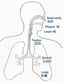 呼吸系統管道