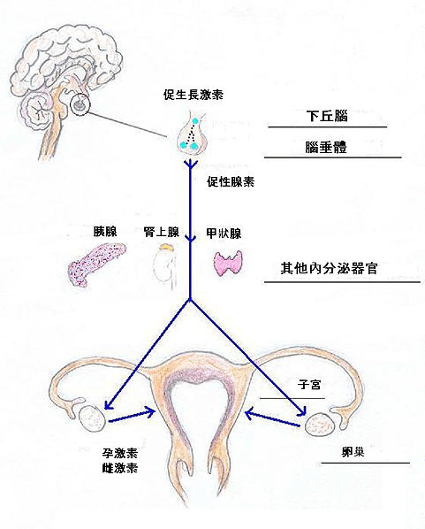 女性生殖內分泌系統