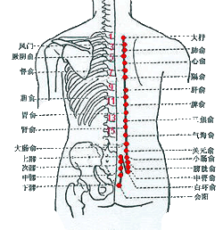 膀胱經背段分為兩支脈，循行於脊椎兩側，按壓其上的背俞穴，可直接刺激臟腑，有助治療有關疾病。