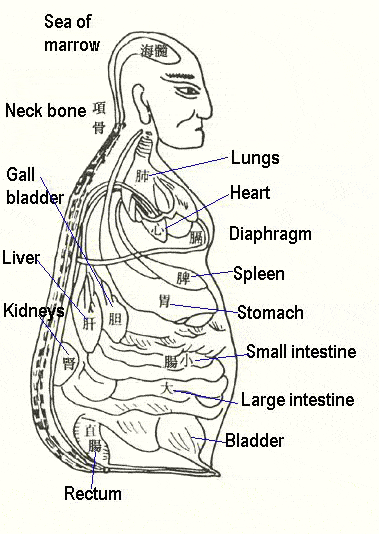 TCM internal organs