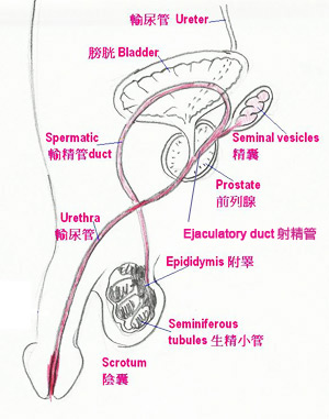 semen sample enema