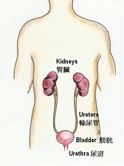 The urinary tract