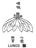 TCM lungs are responsible for disturbing nutrient essence to the skin and hair, and they also disseminate the protective qi