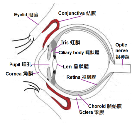 Structures of the eyes