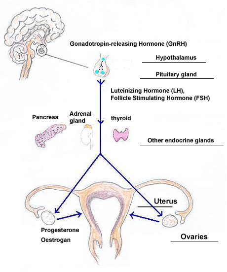 The female reproductive and endocrine systems