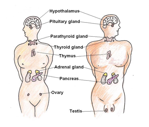 The endocrine glands of the body