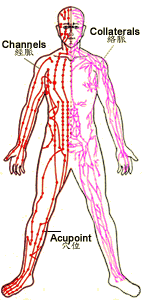 Acupoints and meridians of the body