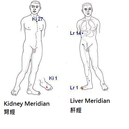 In a Chinese Medicine aspect, hypertension development is closely associated with liver and kidney dysfunctions.