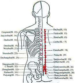 When Bladder Meridian runs along the bilateral sides of spinal process, it divides into two branches. The sections of the meridian locate acupoints that have close relationships with inner organs and thus can specially use for regulating them.