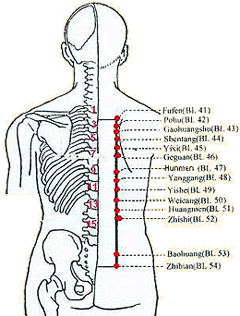 When Bladder Meridian runs along the bilateral sides of spinal process, it divides into two branches. The sections of the meridian locate acupoints that have close relationships with inner organs and thus can specially use for regulating them.