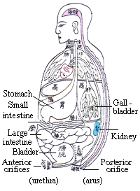 Illustration of internal organs in Chinese medicine