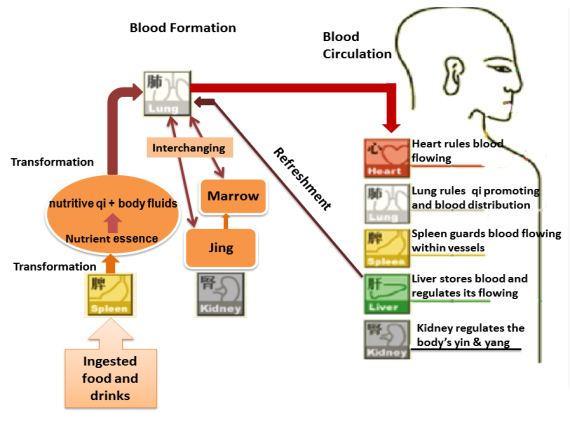 TCM sees blood formation and blood circulation
