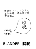 bladder