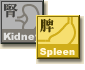 The kidneys are regarded as the congenital foundation and the spleen is regarded as the acquired foundation of life.