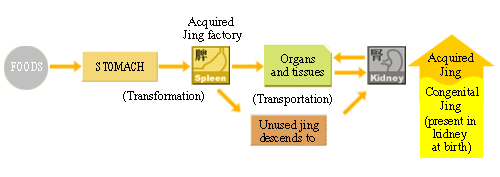 Formation of acquired jing (essence) that is used to support life functions.