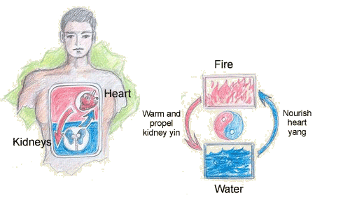 Coordination between the heart and the kidneys is necessary for each organ to work properly.