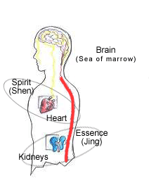 Accumulating essence can make the spirit full and complete, which ensures emotion and / or sentiment