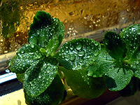 A damp climate is believed to cause rheumatism.