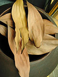 Excessive dryness easily injures the lungs.