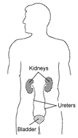 The urological system