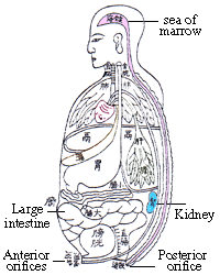 中醫臟腑、髓海、脊髓、腎臟、大腸、前後二陰圖像