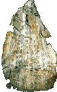 oracle bones