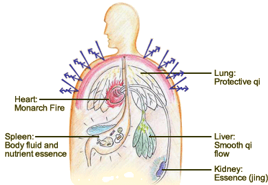 In TCM, healthy energy (zheng qi) refers to the body's natural resistance against diseases and its repair ability, which is closely associated with the physiological activities of the five zang organs.