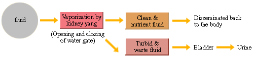 Qi transformation process of the kidneys