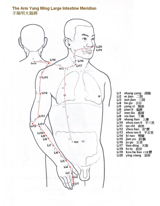 Arm Yang Ming Large Intestine Meridian