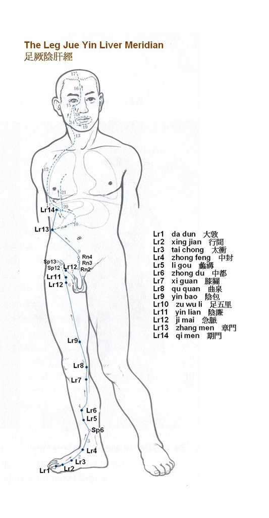 Leg Jue Yin Liver Meridian