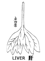 Liver illustration in TCM