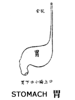 pic_qi_stomach