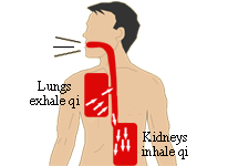 Normal respiratory movement from a TCM perspective