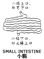small-intestine