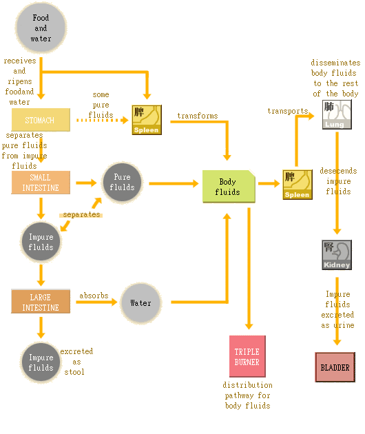 TCM understanding of fluid metabolism inside the body