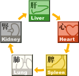 五臟相生關係