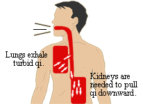 Normal respiration from a TCM perspective