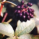 Acanthopanax