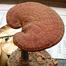 Ganoderma lucidum 