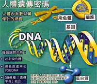 img_dna