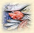 img_fish
