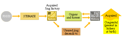 Formation of acquired essence (jing)