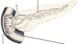 img_pancreas