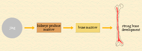Kidney essence (jing) and bone growth