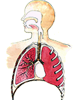 pic_lung