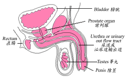 pic_prostate