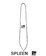pic_qi_spleen