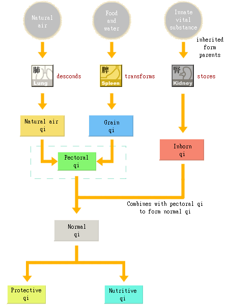 Chart of qi formation