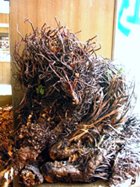rhodiola-plant