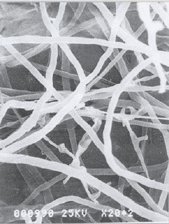 Mycelia of Coriolus versicolor